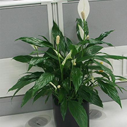 2辦公桌開花小植物一帆風順