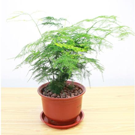 5辦公桌中小盆文竹盆栽