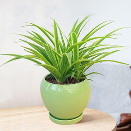 4辦公桌常見凈化空氣盆栽吊蘭