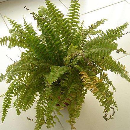 15217938102108304677