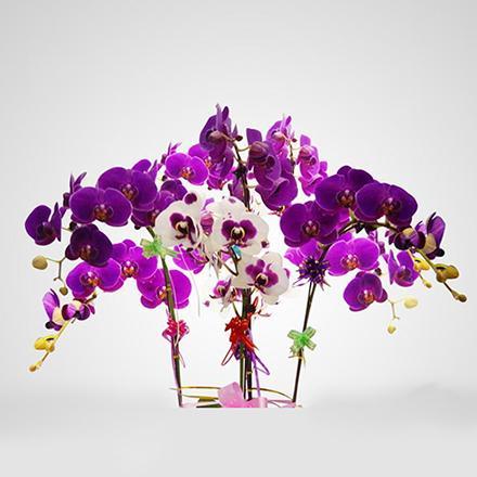 15217010901924235557