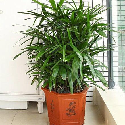 15215266002133150403