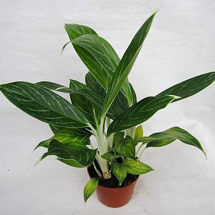 15220660871815160446